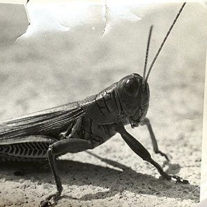 c1970 Original Grasshopper Black White Photograph Steven Willhite Glen Ellen IL